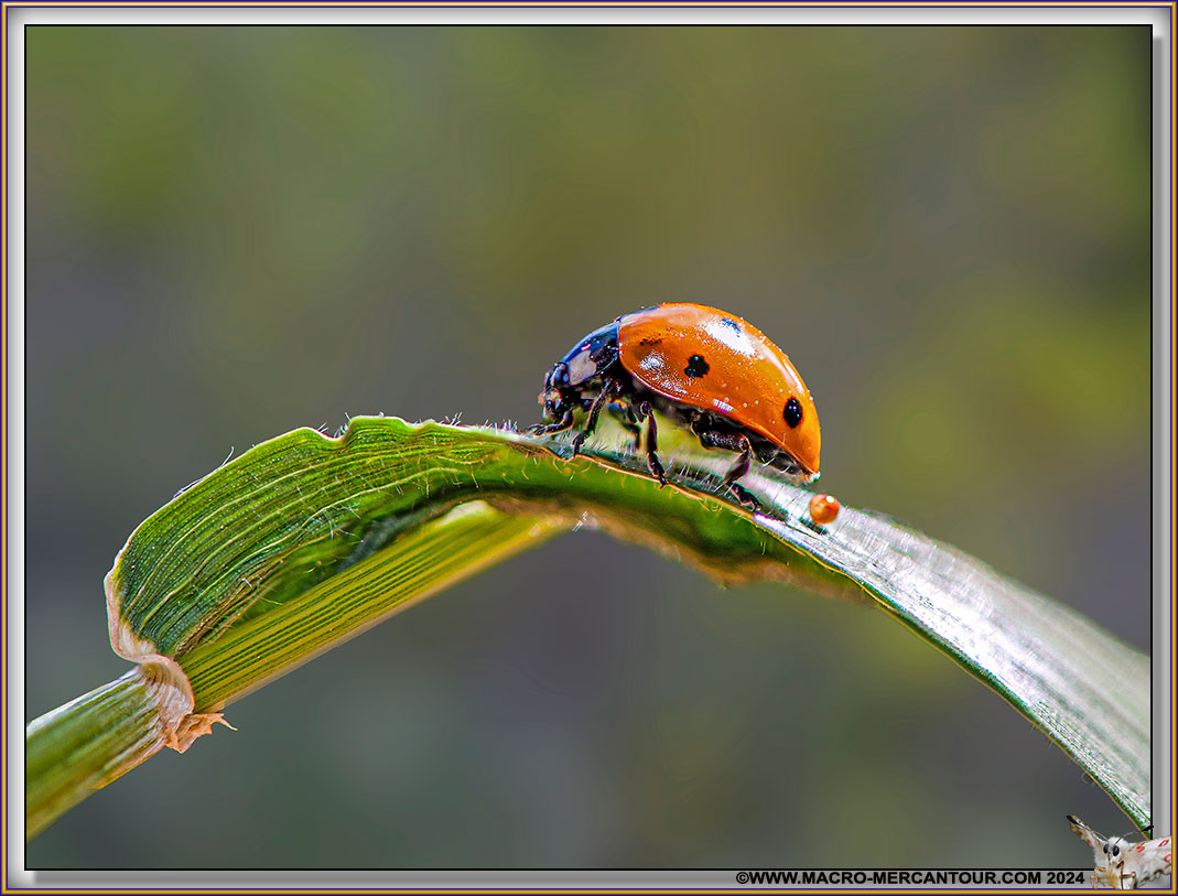 Coccinelle